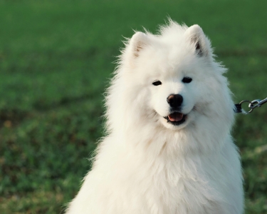 【2026 新春活動】春毛炸到・毛孩年獸文化祭